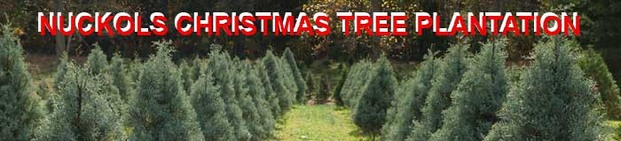 Nuckols Christmas Tree Plantation is off of Route 60 in Cumberland, Virginia