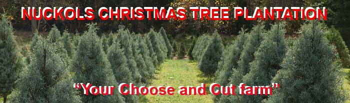 Nuckols Christmas Tree Plantation offering fresh cut trees in Cumberland, Virginia
